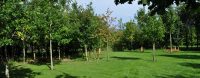 St Albans Woodland Burial Trust
