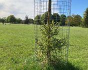 Norway spruce on Waveney Green