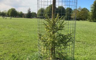 Norway spruce on Waveney Green